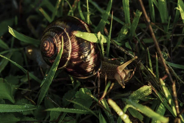 Schnecke Tagsüber Über Über Grünem Gras lizenzfreie Stockbilder