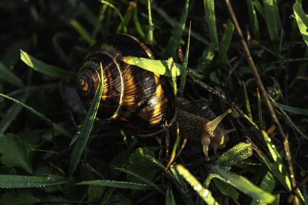 Schnecke Tagsüber Über Über Grünem Gras lizenzfreie Stockfotos