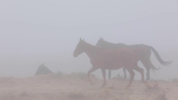 Pferde Laufen Den Nebel Zeitlupe — Stockvideo