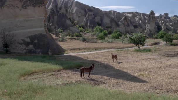 Drone Ramar Över Vulkaniska Kullarna Cappadocia Aerial Skott Drönare Flyger — Stockvideo