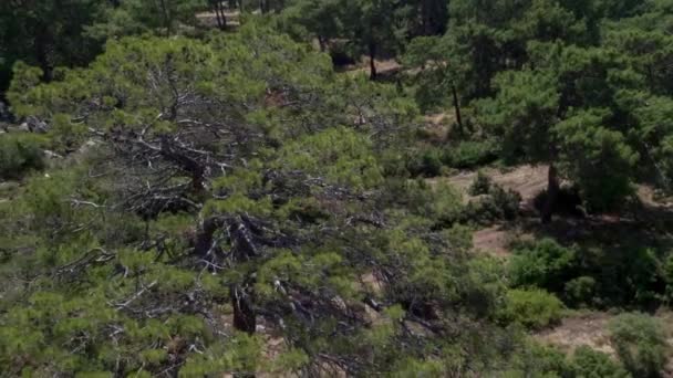 Uçurumun Üzerinde Uçuyor Ağaçların Üstünde Ormandan Hava Fotoğrafçılığı — Stok video