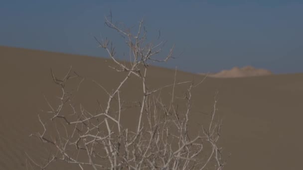 Soleado Día Ventoso Desierto Dunas Arena Países Bajos — Vídeo de stock