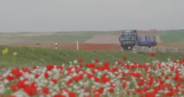 Kırmızı haşhaşlar rüzgarda sallanan alanda çiçek açıyor. Arabaların seyahat ettiği yol boyunca bir alan. Yaz manzarası.
