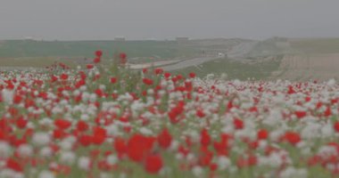 Kırmızı haşhaşlar rüzgarda sallanan alanda çiçek açıyor. Arabaların seyahat ettiği yol boyunca bir alan. Yaz manzarası.