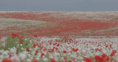 Çiçekli haşhaş büyük bir alan. Rengarenk çiçekler, mavi gökyüzü arka planı. Rüzgarda sallanan kırmızı haşhaşlar. Tarla, bahar çiçekleri.