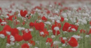 Kırmızı haşhaşlar tarlada çiçek açar. Çiçekler rüzgarda sallar. Yaz manzarası. Tarla, bahar çiçekleri.