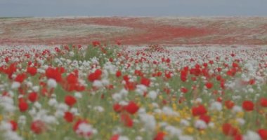 Çiçekli haşhaş büyük bir alan. Rengarenk çiçekler, mavi gökyüzü arka planı. Rüzgarda sallanan kırmızı haşhaşlar. Tarla, bahar çiçekleri.