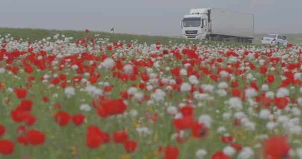 Auf Dem Feld Blühen Rote Mohnblumen Die Sich Wind Wiegen — Stockvideo