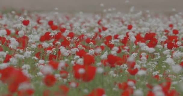 Kırmızı Haşhaşlar Tarlada Çiçek Açar Çiçekler Rüzgarda Sallar Yaz Manzarası — Stok video
