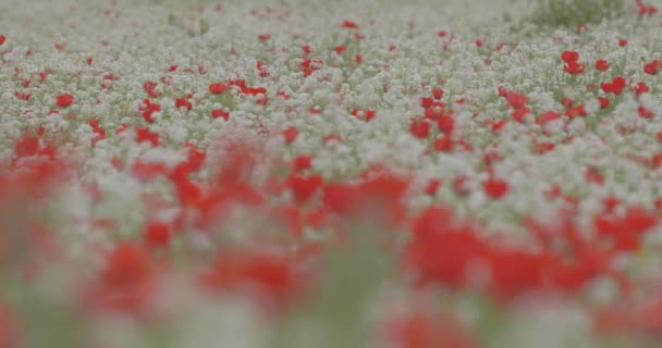 Kırmızı Haşhaş Açan Büyük Bir Alan Rengarenk Yabani Çiçeklerden Oluşan — Stok video