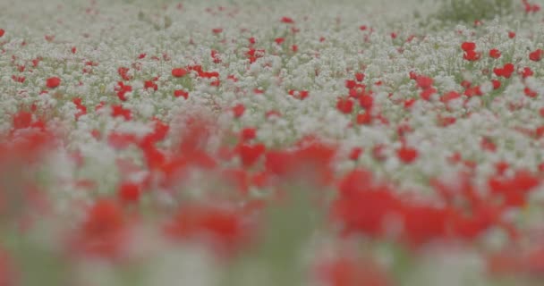 Ett Stort Fält Blommande Röda Vallmo Ett Fält Färgglada Vilda — Stockvideo