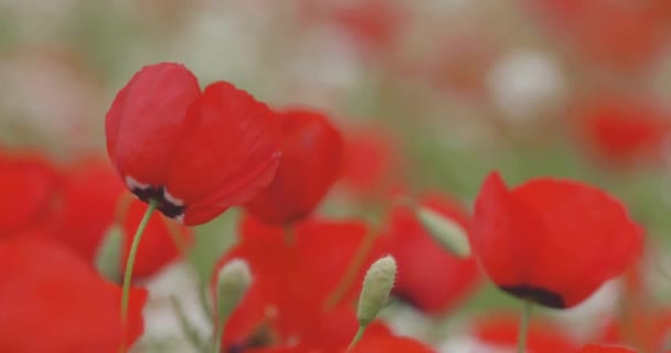 Veld Van Bloeiende Klaprozen Close Rode Papavers Slingeren Wind Wildflowers — Stockvideo