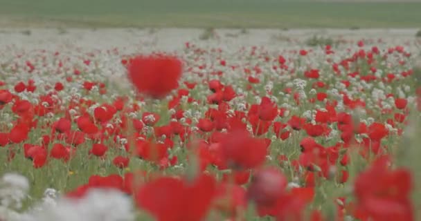 Kırmızı Haşhaşlar Tarlada Çiçek Açar Çiçekler Rüzgarda Sallar Yaz Manzarası — Stok video