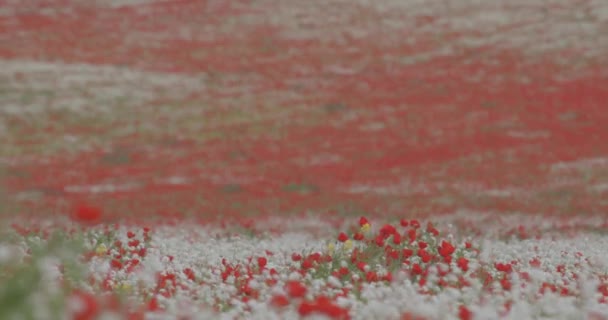 Enorme Campo Amapolas Florecientes Campo Flores Colores Fondo Azul Cielo — Vídeos de Stock