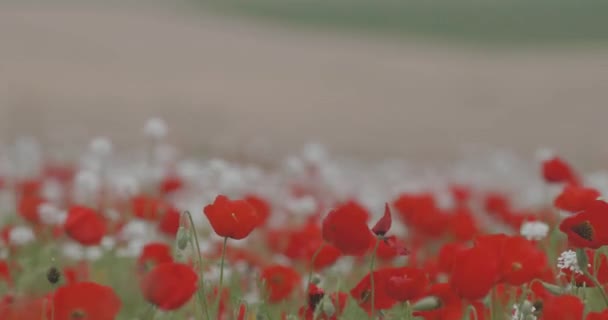 美丽的背景上盛开的红罂粟的大片领域 红色罂粟在风中摆动 春天的花朵 — 图库视频影像