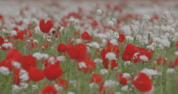 Red poppies bloom on the field. Flowers swaying in the wind. Summer landscape. Field, spring flowers.