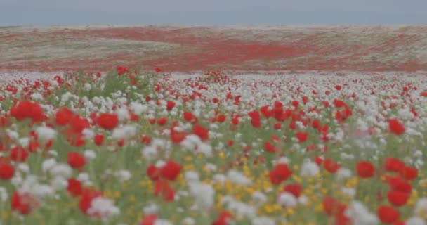 外面是蓝天上的一片盛开的罂粟田 左侧的日视图摄像机 花儿在风中摇摆 春天的花朵 — 图库视频影像