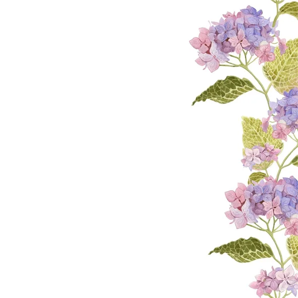 Çiçek açan mavi ortancanın çerçevesi. izole bir arka plan üzerinde el suluboya. Kartlar ve afişler için