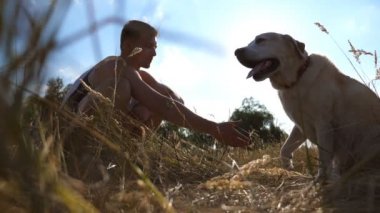 Yeşil çimenlerin üzerinde oturan ve pençe onun sahibine vererek Labrador ya da altın geri almak. Köpek eğitim açık havada. Arka plan, güneş ışınları. Ağır çekim. Yakın çekim