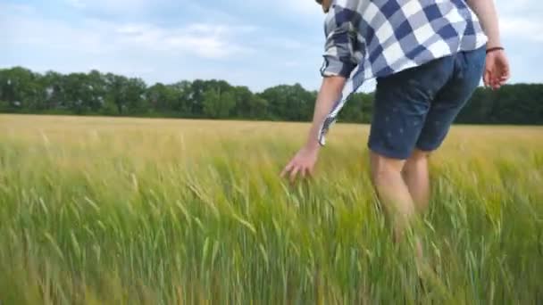 Mão masculina movendo-se sobre o trigo crescendo no campo. Prado de grão verde e braço mans tocando semente no verão. Um tipo a atravessar o campo de cereais. Lento movimento Fechar — Vídeo de Stock