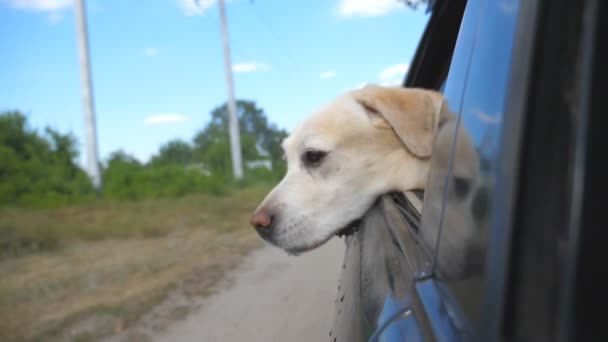 Лабрадор породы собак или золотистый ретривер, смотрящий в окно машины. Бытовое животное выделялось головой от движения автомобиля к наслаждению ветром и наблюдению за миром. Закрыть — стоковое видео