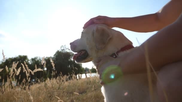 Mani maschili accarezzano cane alla natura. Labrador o gold retriever seduto sull'erba verde con il suo proprietario. Raggi di sole sullo sfondo. Chiudere rallentatore — Video Stock