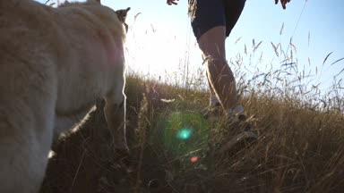 Doğada yeşil Hill köpeğiyle koşan genç adam. Labrador veya kırsal onun sahibi ile koşu altın geri almak. İkinci el eğitim. Yavaş hareket geri düşük açı görünümünü göster