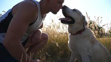 Genç adam doğada labradorunu okşuyor, sarılıyor ve öpüyor. Golden Retriever 'la oynuyordum. Köpek, erkek yüzü yalıyor. Evcil hayvanlarla sevgi ve arkadaşlık. Arka planda güneş ışığı. Yavaş çekim