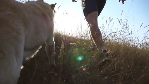 Jonge man met zijn hond op groene heuvel in de natuur. Labrador of golden retriever joggen met zijn eigenaar op platteland. Langlauf training. Slow motion terug een laag weergave van hoek — Stockvideo