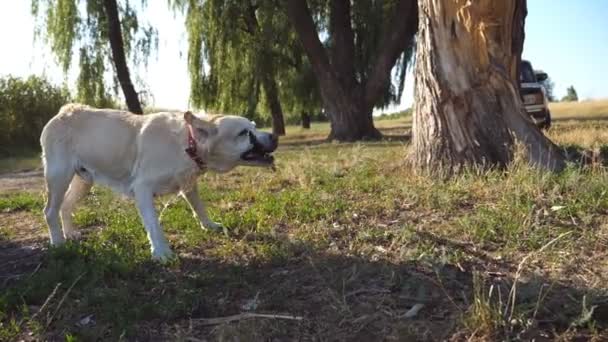 Chien humide secouant l'eau de sa fourrure à la nature avec un bâton de bois dans les dents. Golden retriever ou labrador après avoir nagé dans le lac. Ralenti Fermer 