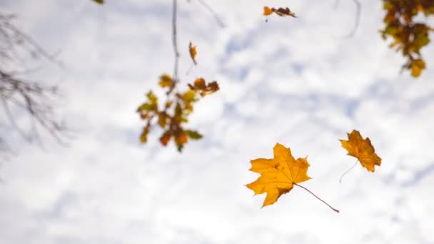 Gele bladeren die vallen in de herfst park. Achtergrond van het prachtige landschap. Kleurrijke herfst seizoen. Slow motion close-up — Stockvideo