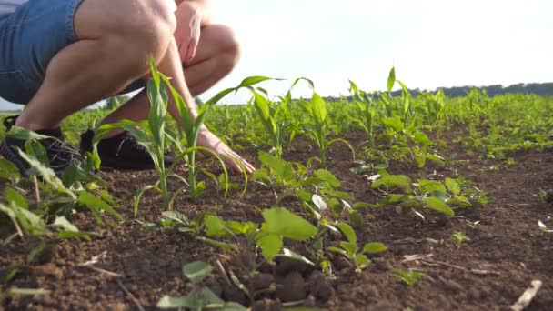 Nízký úhel pohled nerozpoznatelné mužské farmář dotýkali země na kukuřičném při východu slunce. Mladý kluk péče o rostliny. Koncepce ochrany zeleně. Uzavřete boční pohled Zpomalený pohyb — Stock video