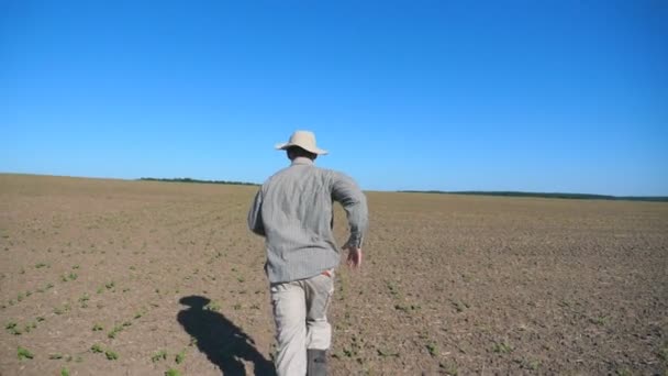 Felismerhetetlen férfi farmer nyári fut keresztül kis hajtások, napraforgó mező. Kövesse a fiatalember kocogás a réten a napsütéses napon. Kék ég háttér. Hátsó vissza Nézd lassú mozgás — Stock videók