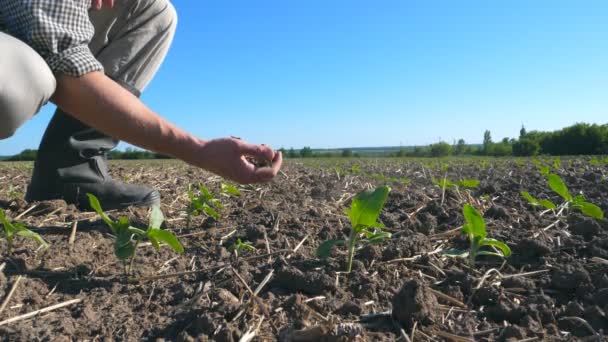 Mão masculina de fazendeiro segurando pilha de solo e examinando chão seco no campo com brotos verdes de girassol no dia ensolarado de verão. Conceito de negócio agrícola. Vista lateral Fechar em câmera lenta — Vídeo de Stock