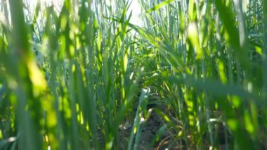 Mısır gevreği saplarını mavi gökyüzü altında çayır üzerinde kapatın. Yeşil spikelets alan, rüzgarda sallanan buğday. Bitki payet ile parlayan güneş ışığı. Güzel doğa manzara. Vinç ağır çekim vurdu