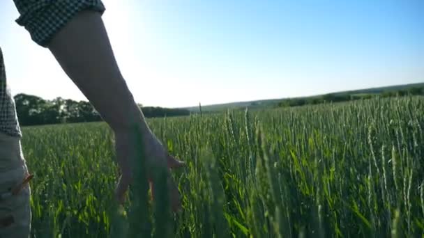 Közelről felismerhetetlen fiatal férfi farmer séta a gabona a mező és megható zöld búza füle nyári napon. Mezőgazdasági koncepció. Kék ég háttér. Hátsó vissza Nézd lassú mozgás — Stock videók