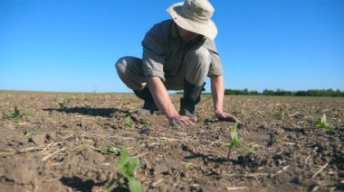 Genç erkek çiftçi eline alarak kuru toprak ve ayçiçeği küçük yeşil lahanası ile sahada onun parmaklarının arasından dökülen. Tarım iş kavramı. Ağır çekim düşük açılı görünümü Kapat