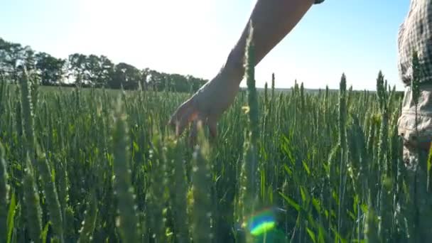 小麦牧草地の日当たりの良い夏の日に栽培上移動する男性の手のクローズ アップ。若い農夫の穀物のフィールドを歩くと作物の緑の耳に触れます。背面バック見るスローモーション — ストック動画