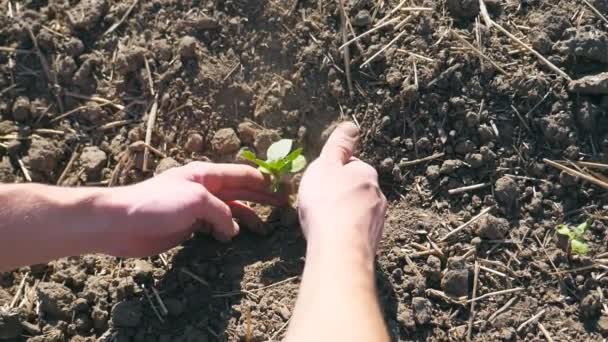 Male hands of farmer planting green sprout of sunflower in the ground at summer season. Young man caring about small seedling during drought. Concept of agricultural business. POV Close up Slow motion — Stock Video
