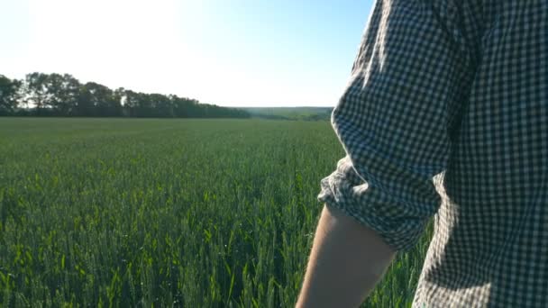 Siga a un joven agricultor irreconocible caminando por el campo de cereales y tocando espigas de trigo verde en el día de verano. Concepto agrícola. Cielo azul al fondo. Vista posterior trasera Cerrar Cámara lenta — Vídeo de stock