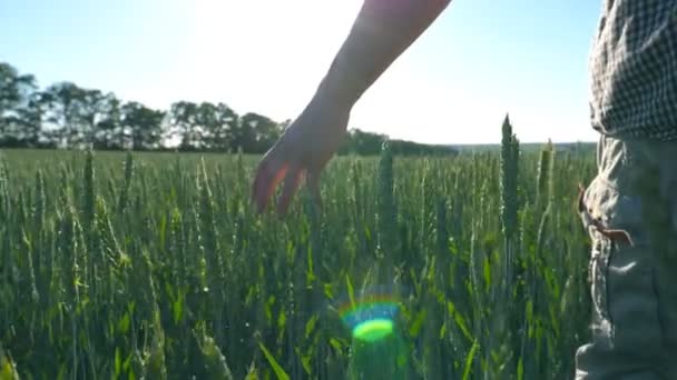 Primer plano de la mano masculina moviéndose sobre el trigo creciendo en el prado en el soleado día de verano. Jóvenes agricultores caminando por el campo de cereales y tocando las orejas verdes de la cosecha. Vista trasera Vista lenta en cámara lenta — Vídeo de stock