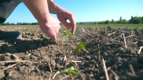 Mãos masculinas de jovens agricultores que se preocupam com o pequeno broto verde de girassol durante a seca no prado no dia de verão. Conceito de negócio agrícola. ângulo baixo vista Fechar — Vídeo de Stock