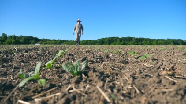 Низький кут зору молодого фермера, який проходить через маленькі зелені паростки соняшнику на полі в сонячний літній день. Блакитне небо на фоні. Концепція аграрного бізнесу. крупним планом — стокове відео