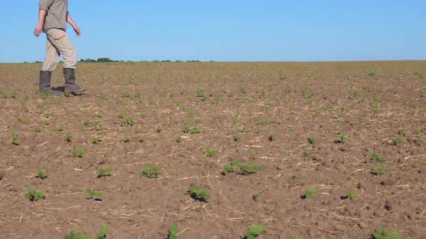 K nepoznání mladý muž farmář prochází malé zelené výhonky slunečnice na svém poli v letním dni. Koncepce zemědělského podnikání. Modrá obloha na pozadí. Boční pohled zblízka — Stock video