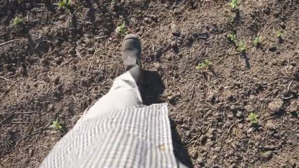 Punto de vista de los pies masculinos en botas que atraviesan los pequeños brotes verdes de girasol en el campo en el día soleado. Jóvenes agricultores caminando en el prado durante la sequía en verano. Primer plano POV — Vídeo de stock