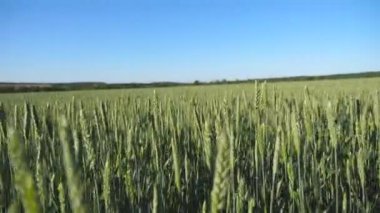 Yeşil buğday üzerinde hareket alanında mavi gökyüzü altında büyüyen takip ediyor. Mısır gevreği çayırlarda güneşli yaz gününde yürüyüş. Güzel doğa manzara. POV yakından