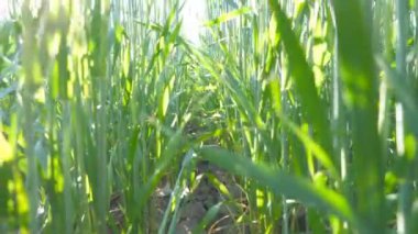 Mısır gevreği saplarını mavi gökyüzü altında çayır üzerinde atış vinç. Yeşil spikelets alan, rüzgarda sallanan buğday. Bitki payet ile parlayan güneş ışığı. Güzel doğa manzara. Yakın çekim