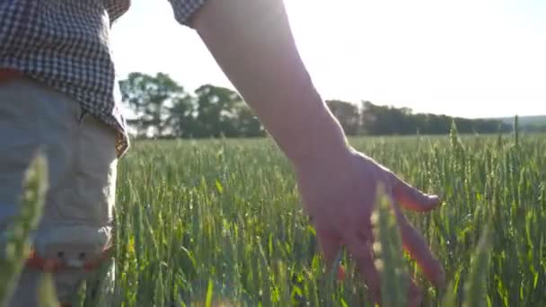Крупним планом чоловіча рука рухається над пшеницею, що росте на лузі в сонячний день. Молодий фермер ходить по полю зернових і торкається зелених вух врожаю. Прекрасний ландшафт природи. Низький кут огляду — стокове відео