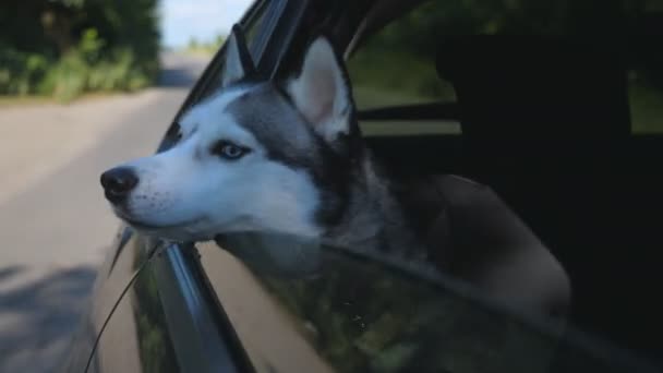 Primer plano de hermoso perro husky siberiano mirando por la ventana del coche en movimiento en el día soleado. Animal doméstico saca la cabeza del automóvil para disfrutar del viento y mirar a la naturaleza — Vídeos de Stock