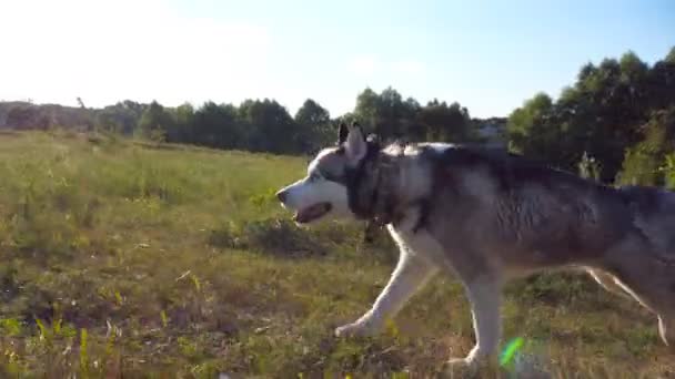 Férfi kézi felszabadító a szibériai husky a pórázt és a kutya fut gyorsan végig zöld füvön mezőt. Kövesse a háziállat, jogging a rét, napfény-on háttér. Lassú mozgás közelről — Stock videók